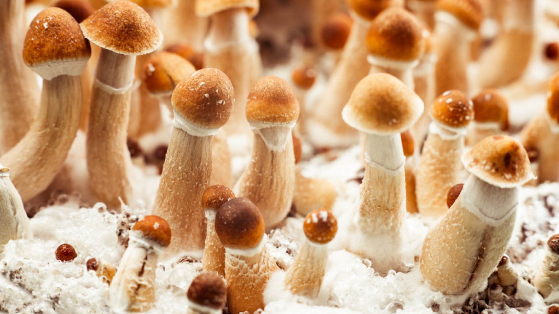 Uncovering The Benefits Of Penis Envy Mushrooms A Comprehensive Guide