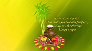 Happy Pongal Wallpapers Pictures Images - Free Download - Techicy